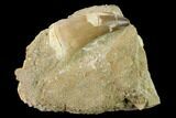 Mosasaur (Prognathodon) Tooth In Rock #133843-1